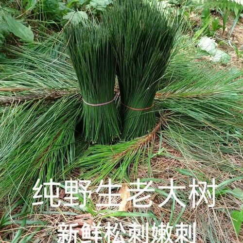 野生马尾松新鲜嫩松针采摘辨识