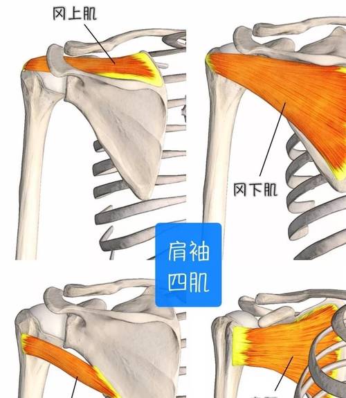 运动背包内部支撑结构解剖图
