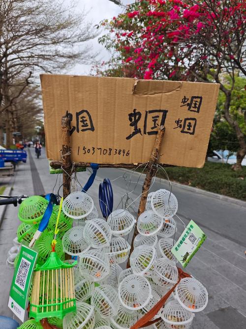 岚灵花鸟市场蝈蝈摊