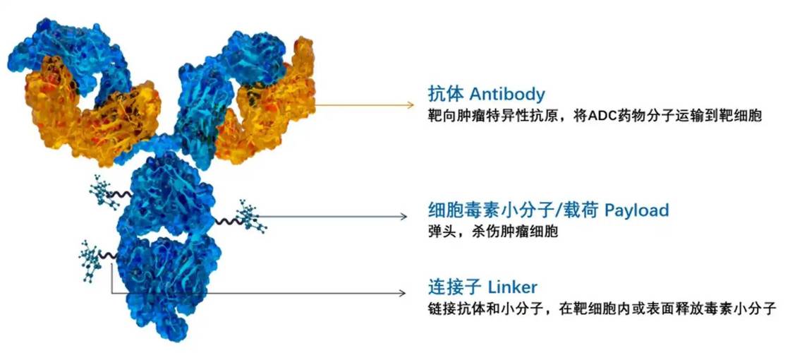 ADC抗体偶联药物结构示意图