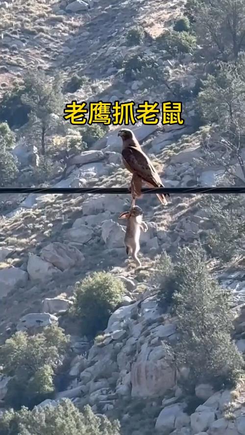 鹰：俯冲的那一刻，世界只剩猎物-因为所以