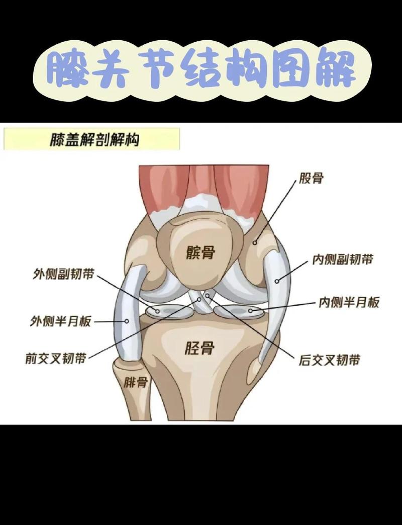 猫膝关节髌骨位置解剖示意图