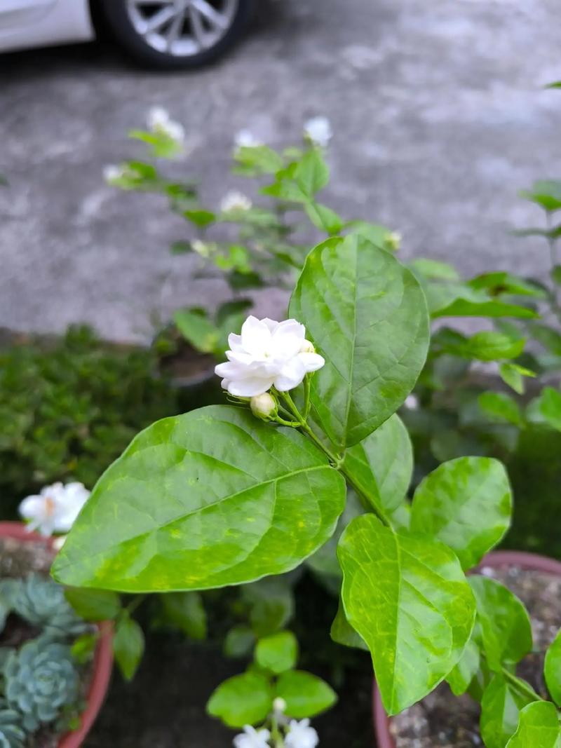 飘在日子里的香