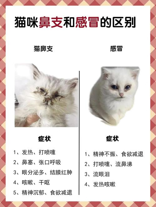 别和特征提取搞混了