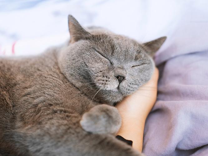 英短猫把猎物放主人枕头边实拍图