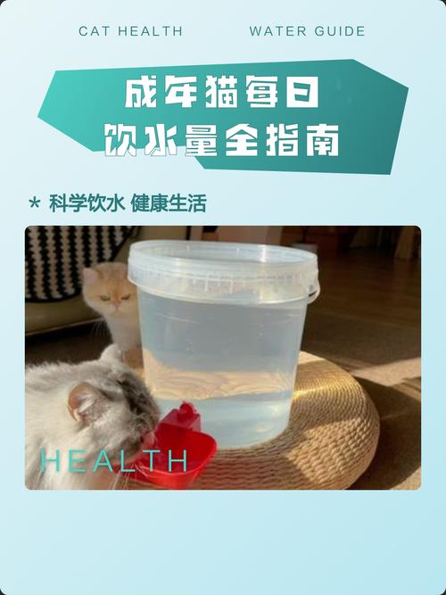 成年猫日常饮水量参考量实拍图