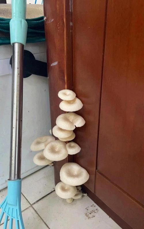 厨房瓷砖缝隙长出的小野生蘑菇