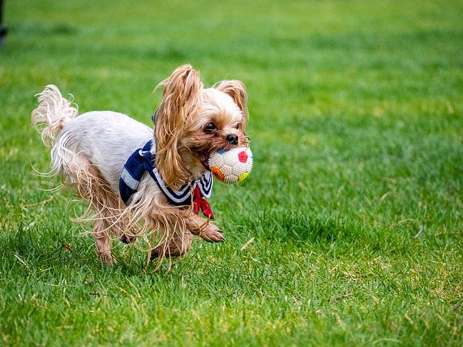 室外草地奔跑的成年蝴蝶犬