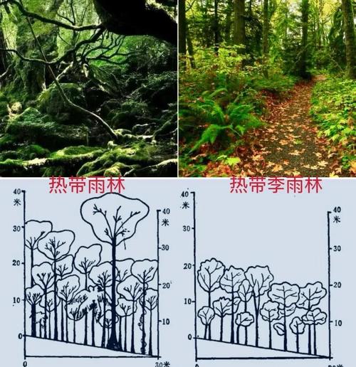 晴天与雨后林间小径湿滑差异示意图