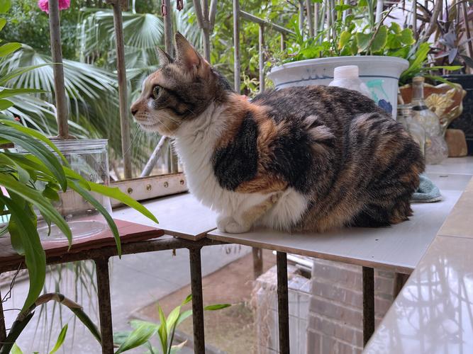 城郊山脚下农家小院窗台上蹲着的三花猫