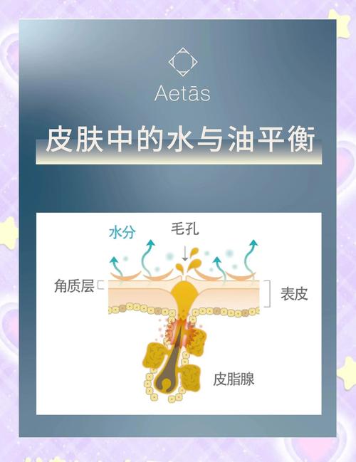 皮肤角质层水分蒸发示意图