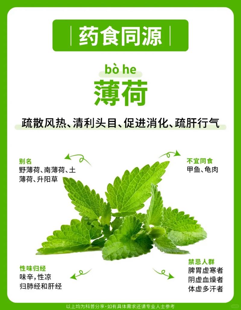 薄荷的药用价值,别乱来