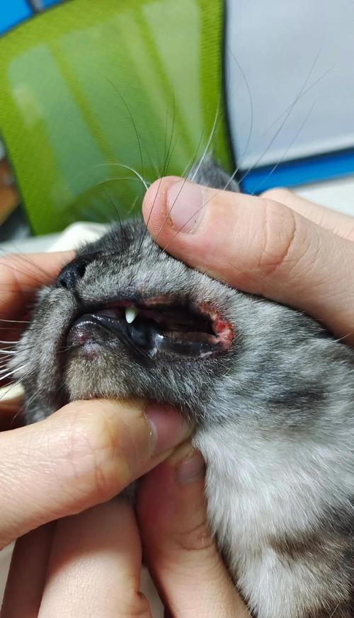 猫杯状病毒引起的猫嘴角溃疡图