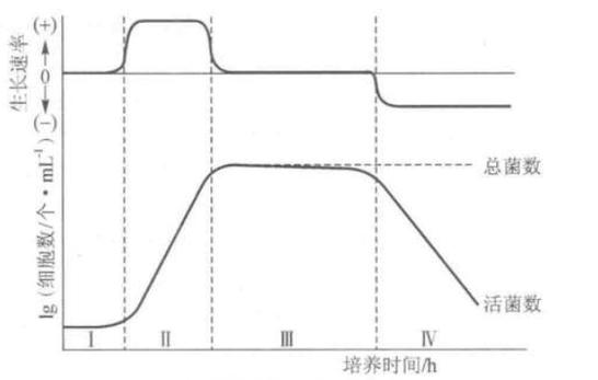工业发酵罐内微生物典型生长曲线示意图