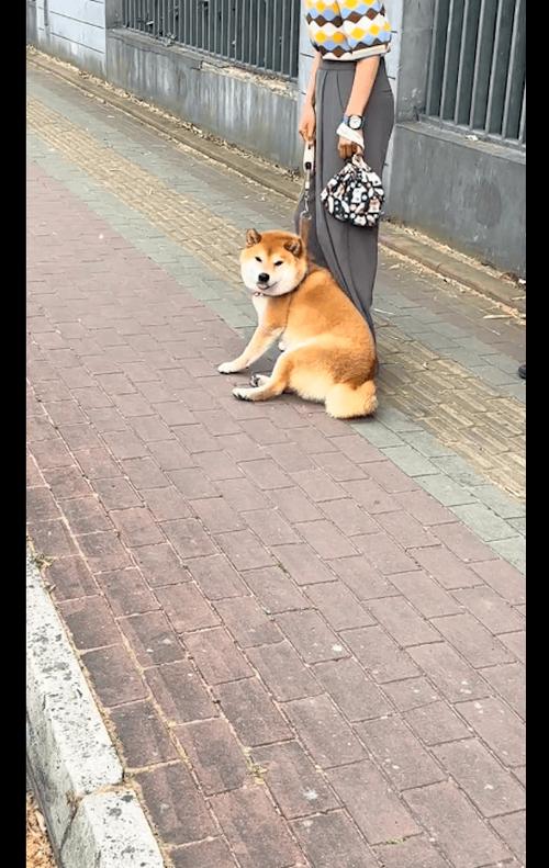 3月龄柴犬幼犬在小区路边看行人