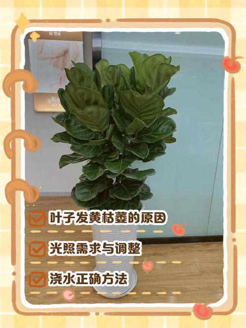 琴叶榕因光照不足叶片掉落稀疏状态