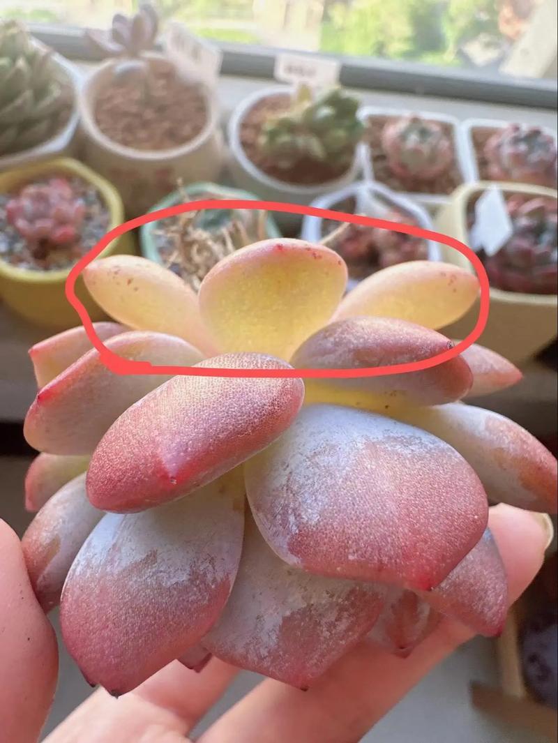 多肉化水症状与颗粒土对比照