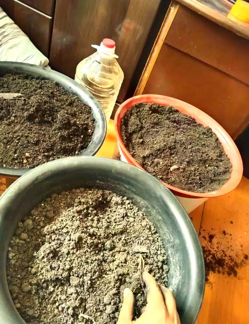 用细筛过筛盆栽用草木灰的居家操作场景