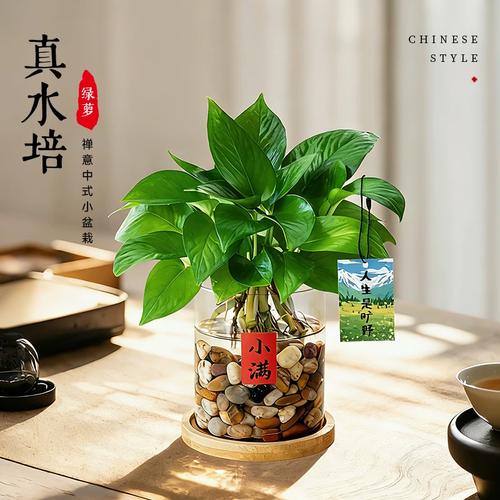 干燥季客厅角落陶盘水培绿萝