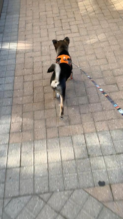 犬髋关节发育不良异常走路姿势实拍