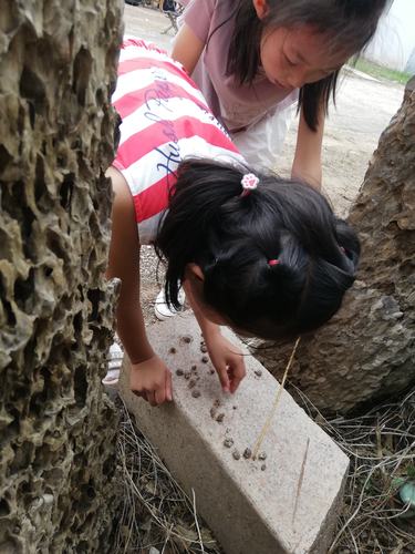 小学低年级孩子蹲在小区地砖缝边看小蘑菇的真实生活照