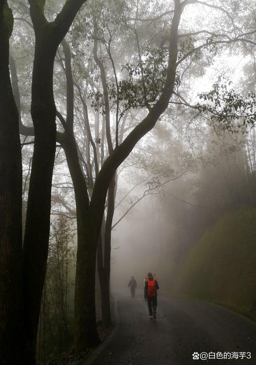 湖北神农架原始森林晨雾步道