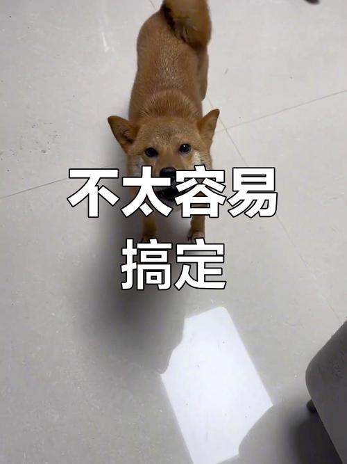 在家里就能做的四件小事,没那么复杂