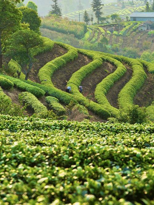 漏出番茄汁破洞的牛油果绿色垃圾袋