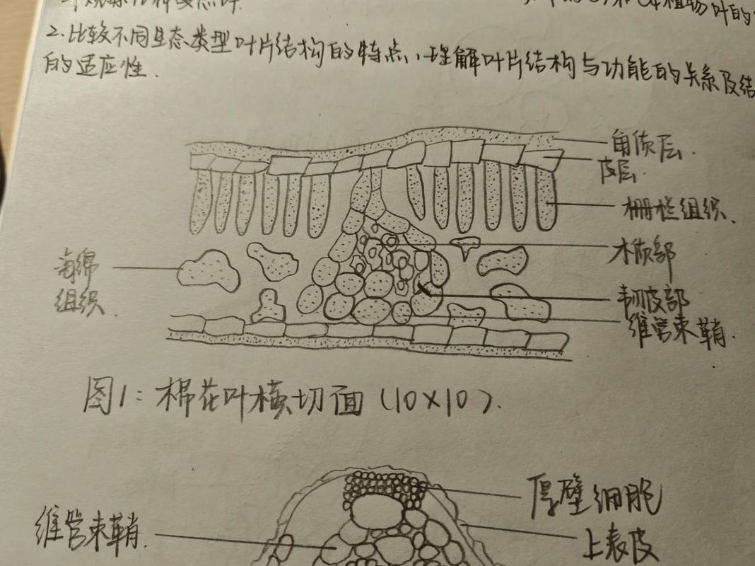 落叶的秘密：树木如何策划一场完美谢幕-因为所以