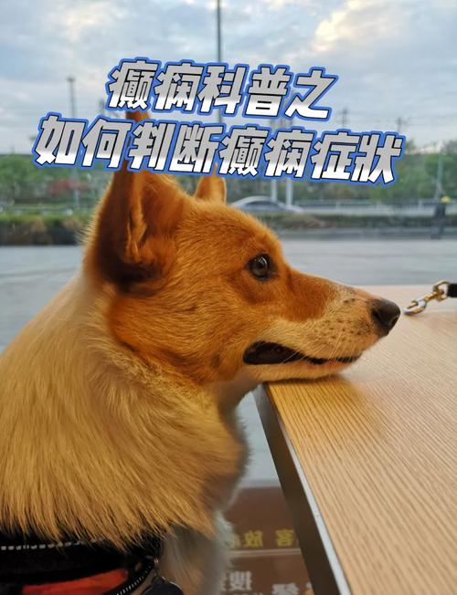 宠物癫痫发作典型症状实拍图