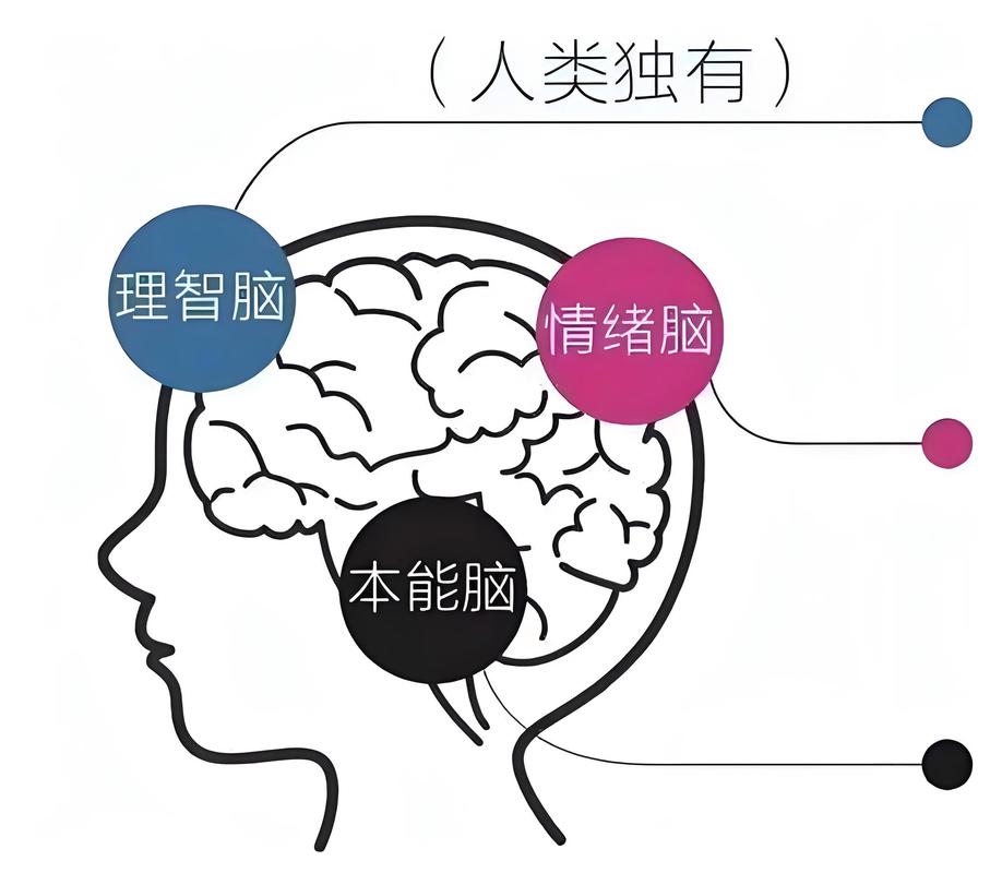 元认知大脑监控思维动画示意图