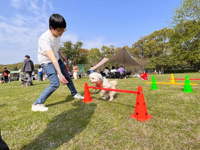 社区公园宠物主人追狗场景实拍