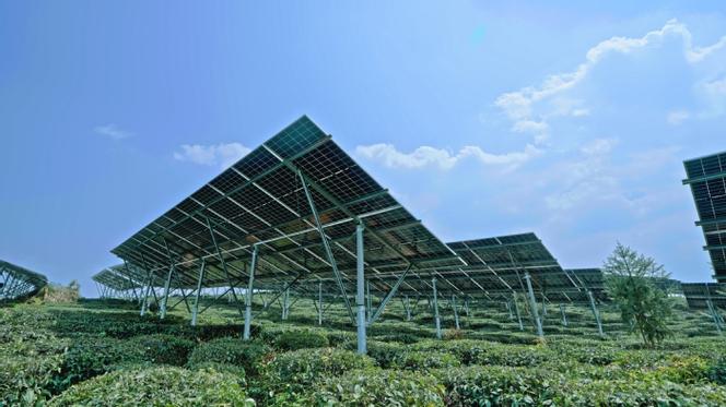 南京光伏茶园农光互补实景