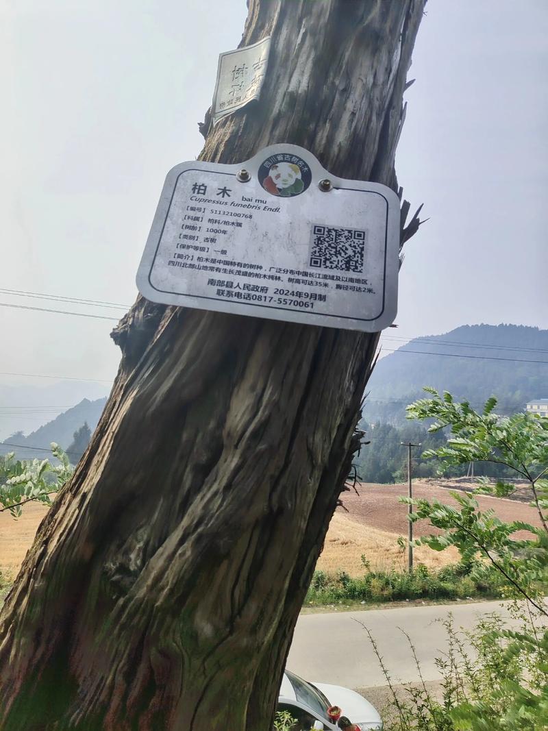 雨林古树保护现状