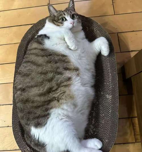 肥胖猫咪艰难行走的搞笑场景
