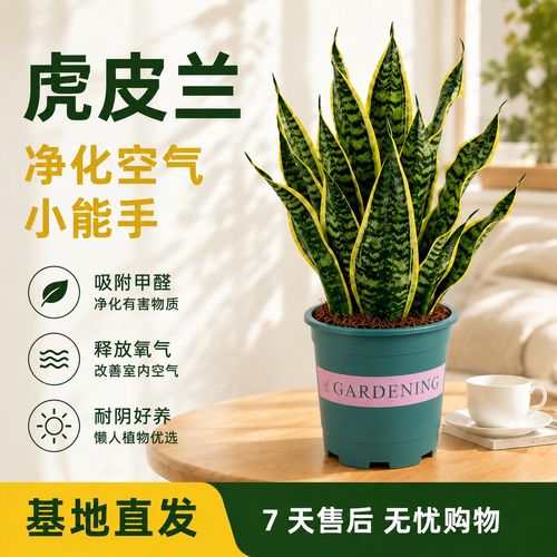 懒人绿植推荐虎尾兰耐旱养护