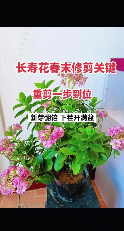 修剪：狠心才能爆盆