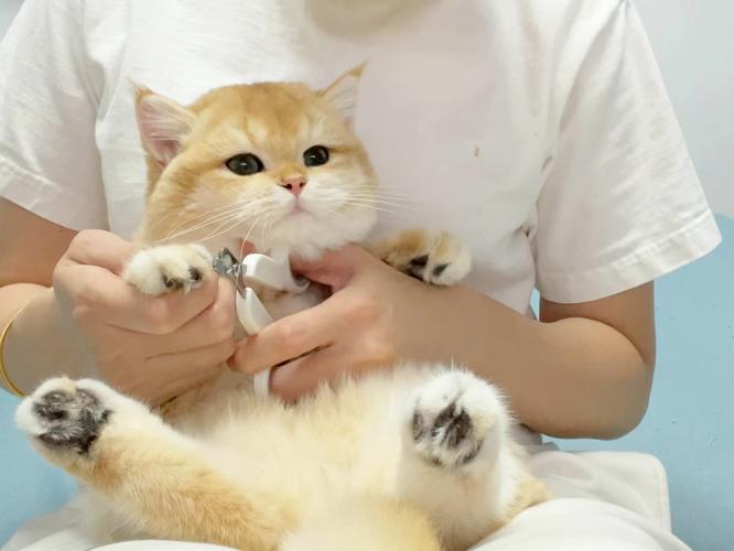 猫咪修剪指甲正确抱姿实拍图