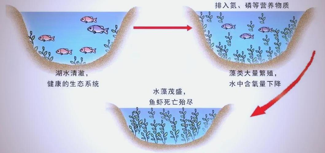 淡水湖泊水体富营养化过程示意图