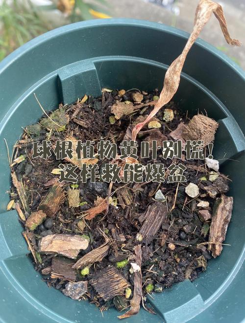 黄叶烂根别乱救，越乱折腾死得越快