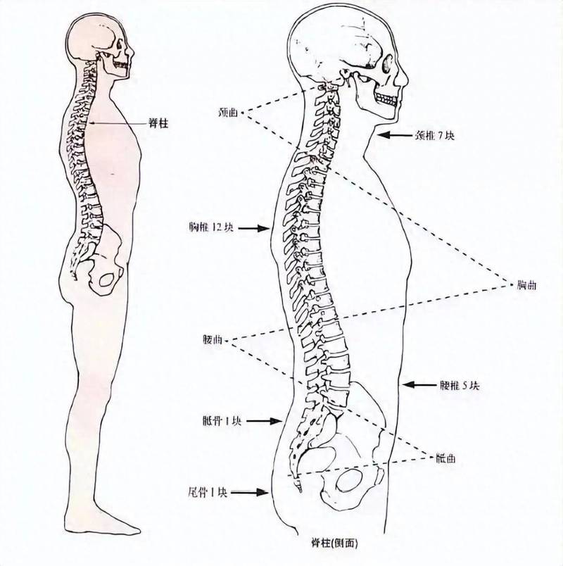 人体腰椎骨骼结构示意图 站立侧位