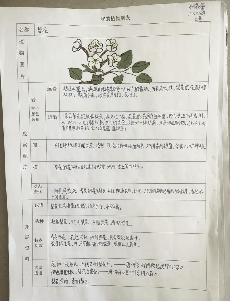 中学生野外观察植物课本实践活动