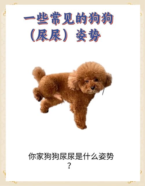 狗狗膀胱炎患病狗狗排尿姿势实拍