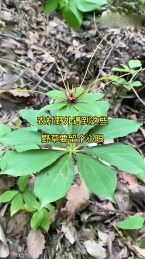 郊外草丛多的地方,防护要多留个心眼