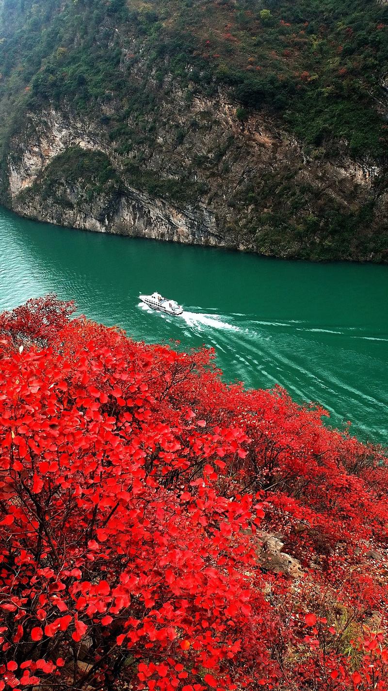 巫山红叶满山