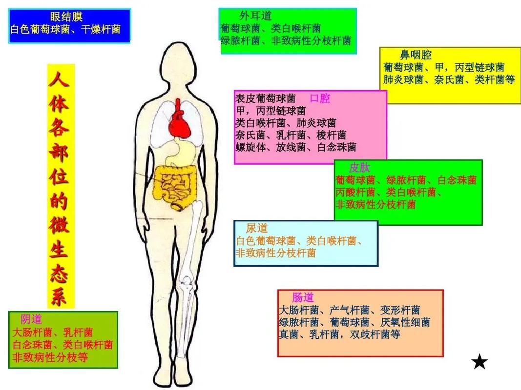 儿科诊室医生展示正常菌群与无菌环境对比示意图