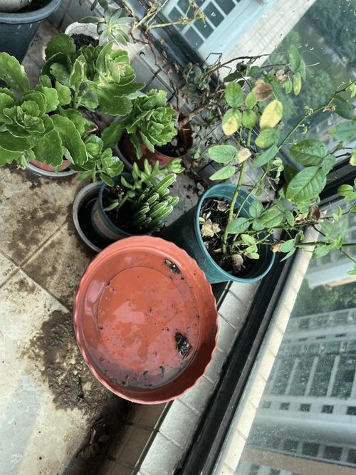 阳台花盆托盘底部发霉实拍