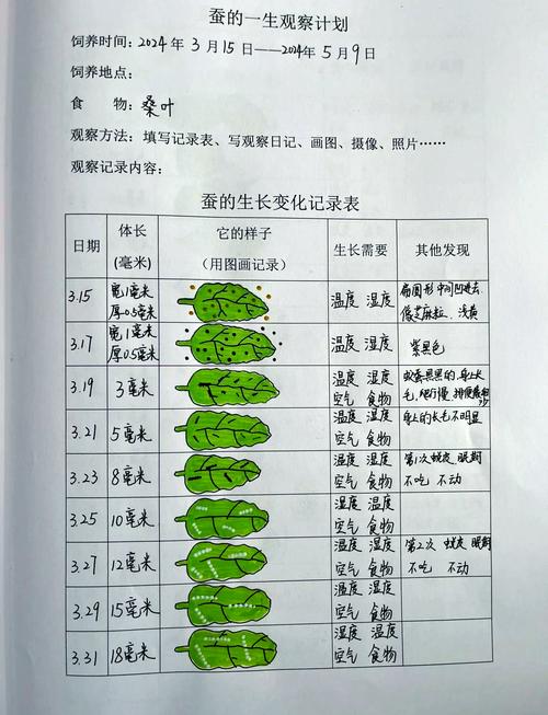 小学教室养蚕观察实验记录