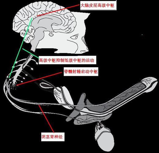 男性生殖系统遗精机制示意图