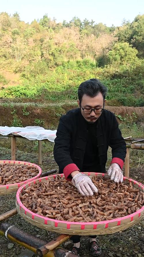 池州九华山东桥村晒场竹匾翻晒九蒸九晒黄精场景